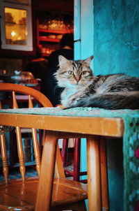 Portrait of cat sitting on table at home