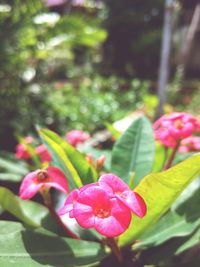 Close-up of pink flowers