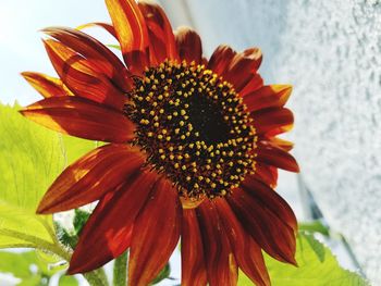 Close-up of flower blooming outdoors