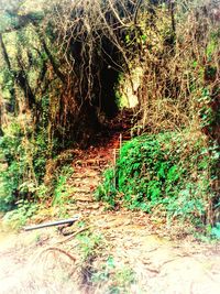 Narrow walkway along trees