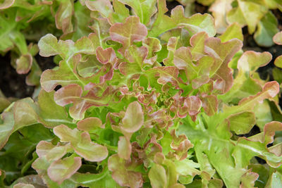 High angle view of flowering plant
