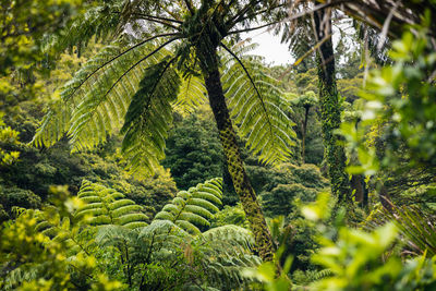 Close-up of fresh green plant in forest