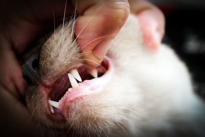 Close-up of hand feeding cat