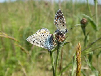 Close-up of butterfly pollinating flower