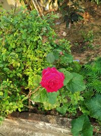 Close-up of pink rose plant