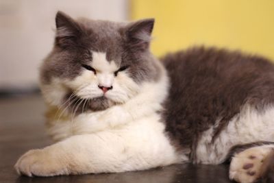 Close-up of a cat resting