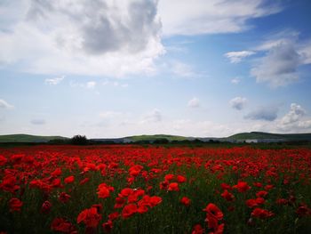 Red flowering plants on field against sky