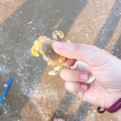 Close-up of hand holding animal