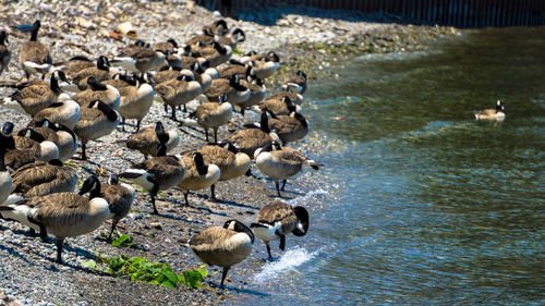 Canada geese in niagara on the lake