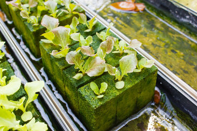 High angle view of vegetables in container