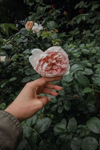 Midsection of person holding rose plant