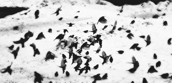 High angle view of penguin on snow