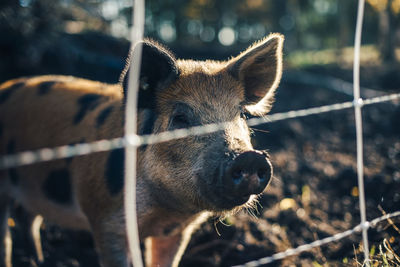 Pig standing in animal pen at organic farm