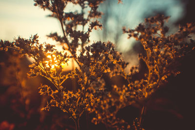 Close-up of flowering plants against sky during sunset