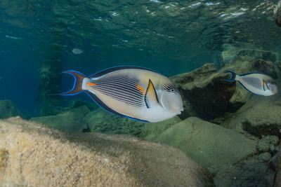 Fish swimming in sea