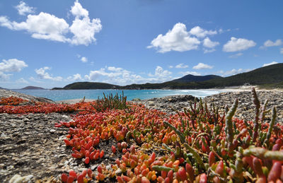 Orange plants growing on field against river and sky during sunny day