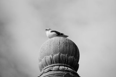 Low angle view of seagull perching on a bird