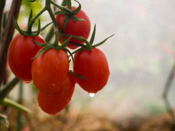 Close-up of red berries growing on plant