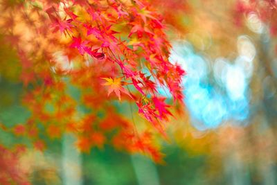 Close-up of red maple leaves against blurred background