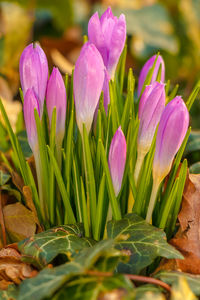 Close-up of purple crocus flowers