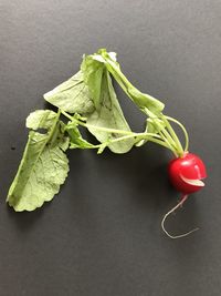 High angle view of tomatoes on table