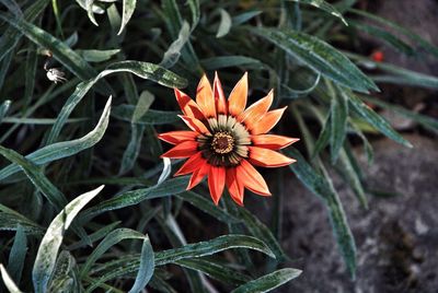 Close-up of orange flower