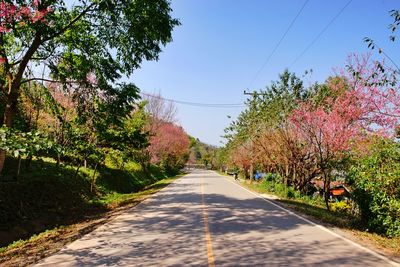 Road amidst trees