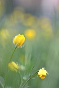 Close-up of yellow crocus blooming outdoors