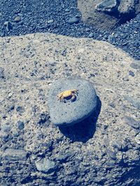 High angle view of crab on sand