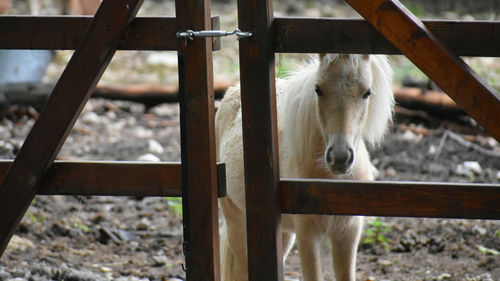 View of horse in ranch