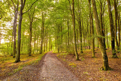 Trees in forest