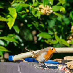 Close-up of robin bird eating some berries