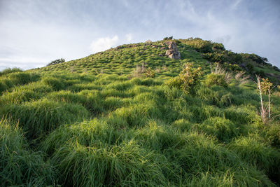 Scenic view of field against sky