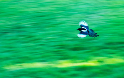 Bird flying