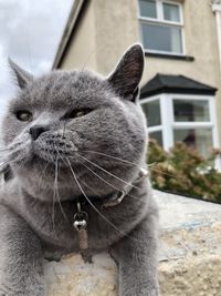 Close-up of a cat looking away