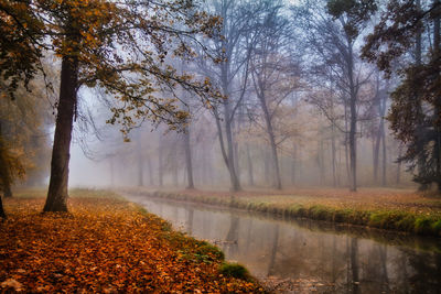 Trees in forest and canal during autumn