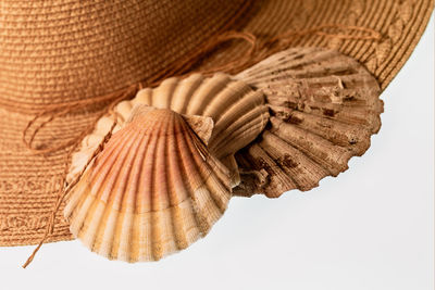 Close-up of turtle against white background