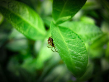 Close-up of insect on leaf