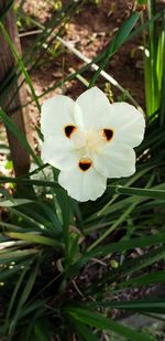 Close-up of white flowering plant