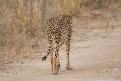 Cat walking in a row