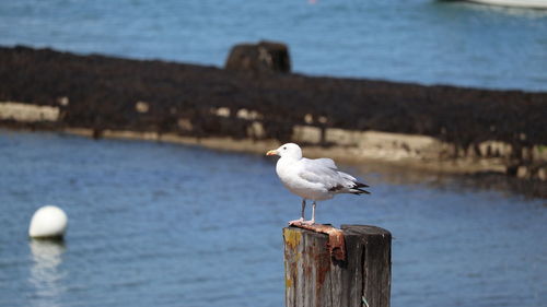 Seagull perching on wooden post