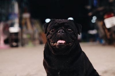 Close-up portrait of a dog