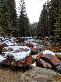 Snow covered rocks in forest against sky