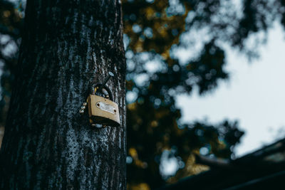 Close-up of text on tree trunk