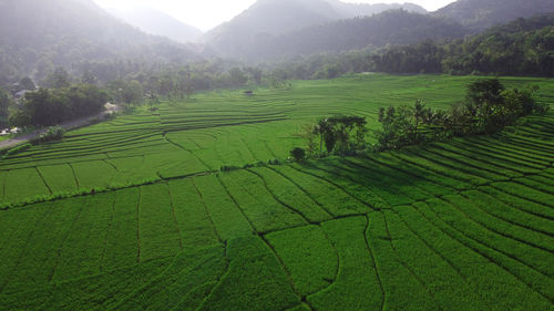 Scenic view of agricultural field