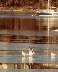 Swan swimming in lake