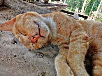 Close-up of cat sleeping