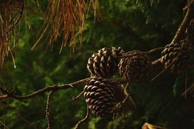 Close-up of bird perching on tree