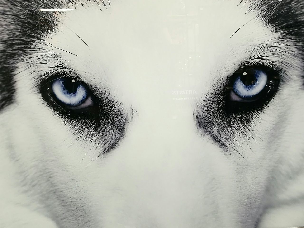 Husky eyes close up