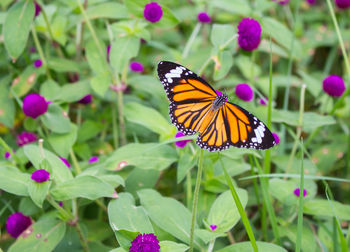 Butterfly pollinating on purple flower